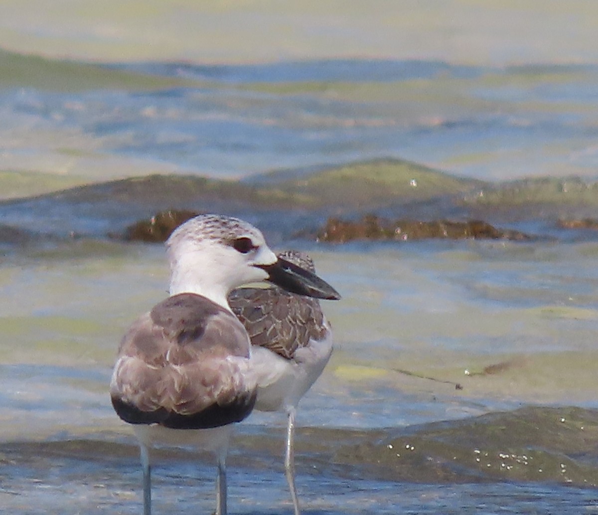 Crab-Plover - ML645226481