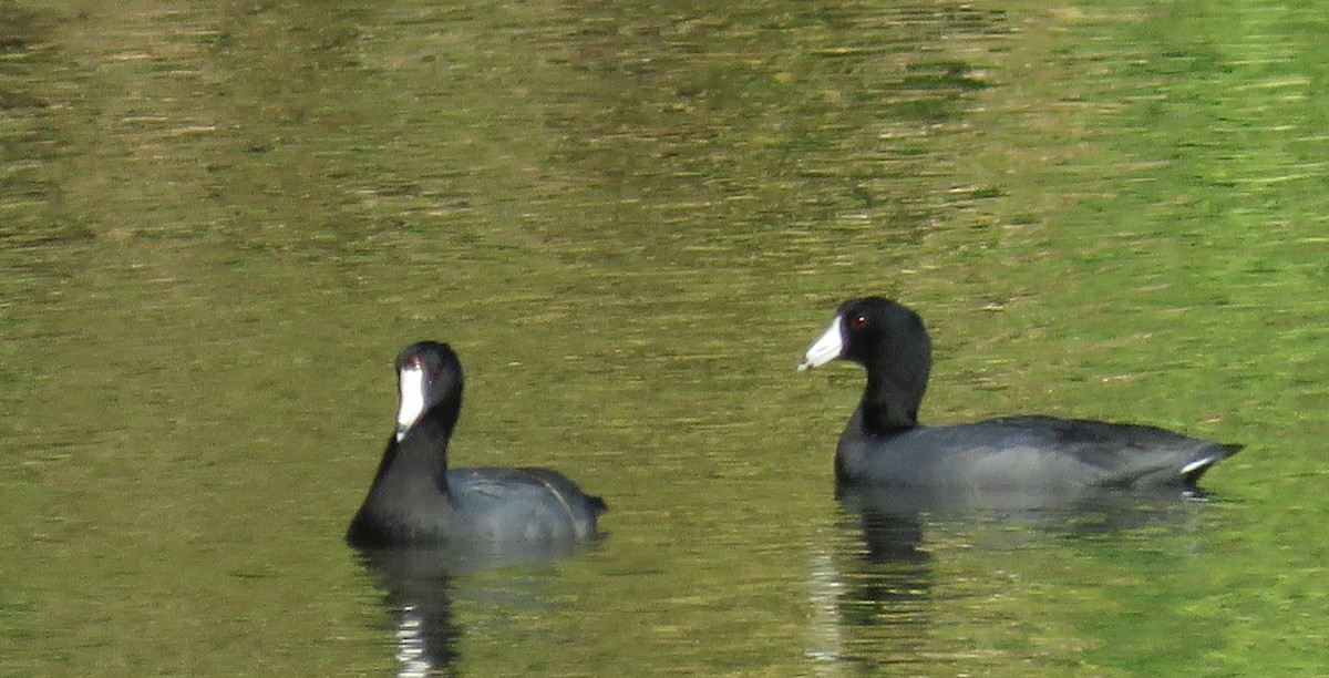 Foulque d'Amérique - ML645226508