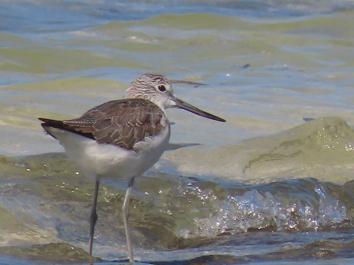 Common Greenshank - ML645226510