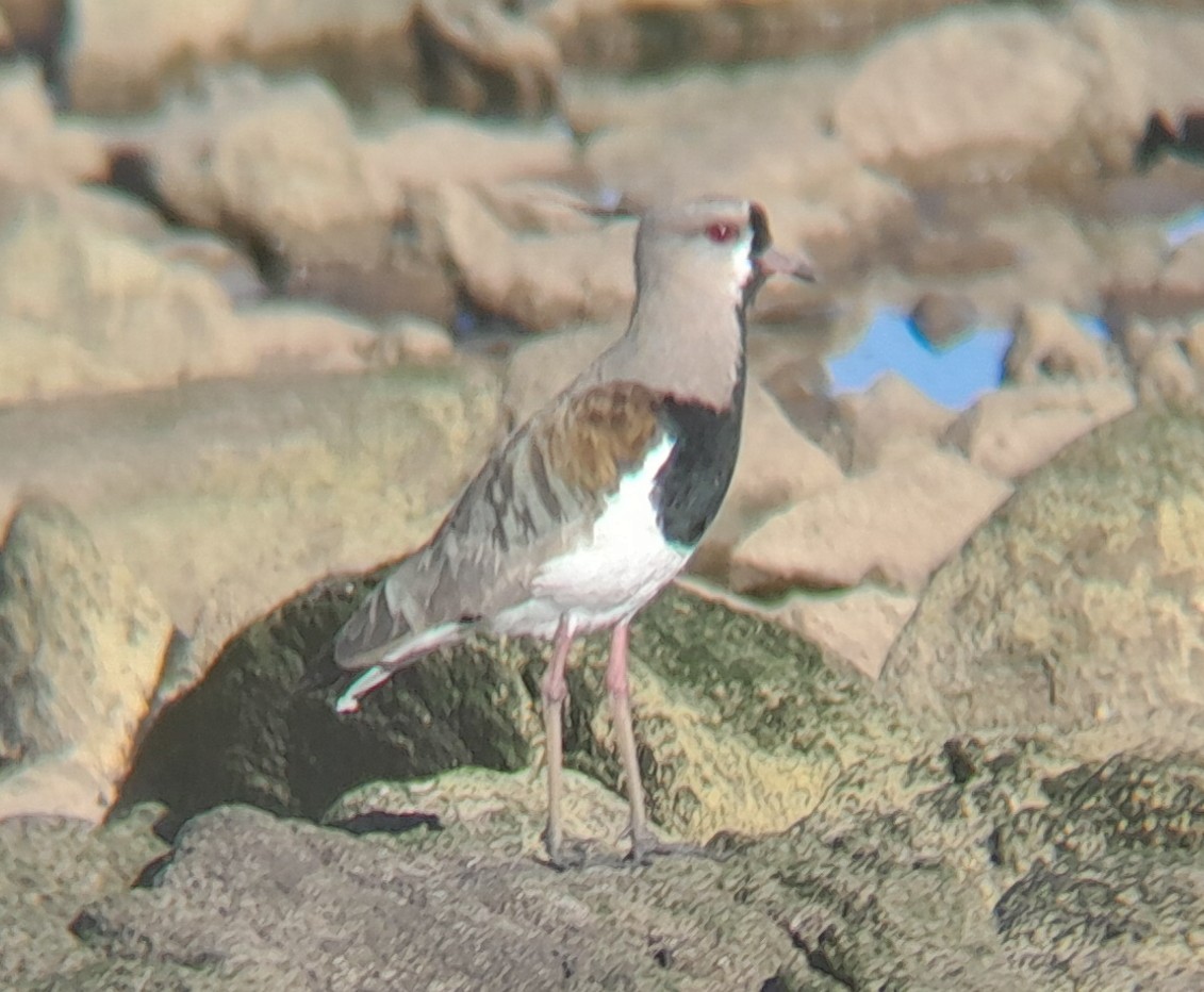 Southern Lapwing - ML645226511