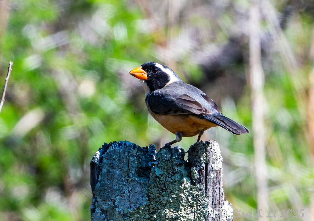 Golden-billed Saltator - ML645226518