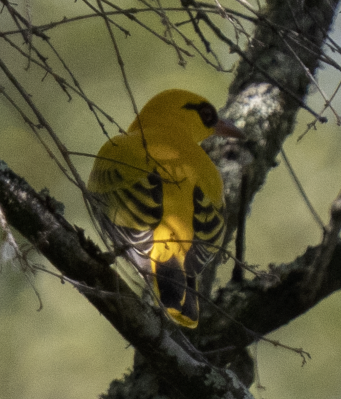 Вивільга золота - ML645226520