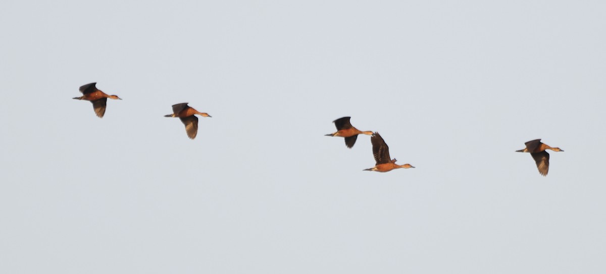 Wandering Whistling-Duck - ML645226528