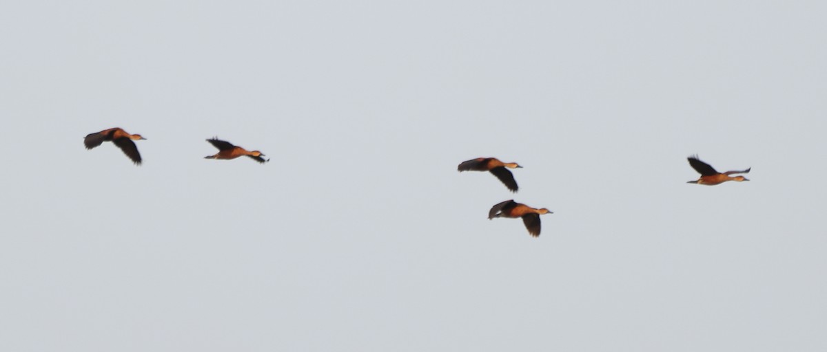 Wandering Whistling-Duck - ML645226529