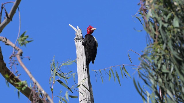 Cream-backed Woodpecker - ML645226531