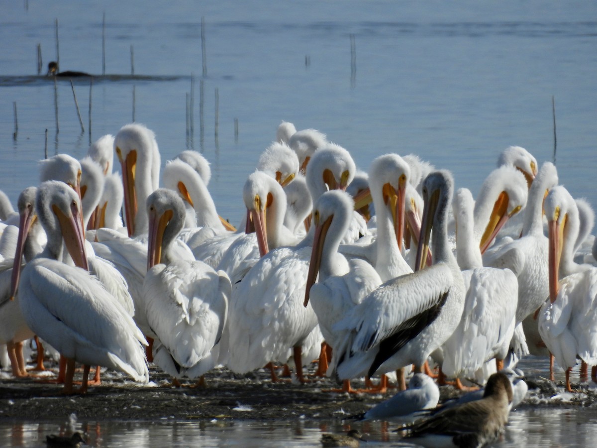 Amerika Pelikanı - ML645226535