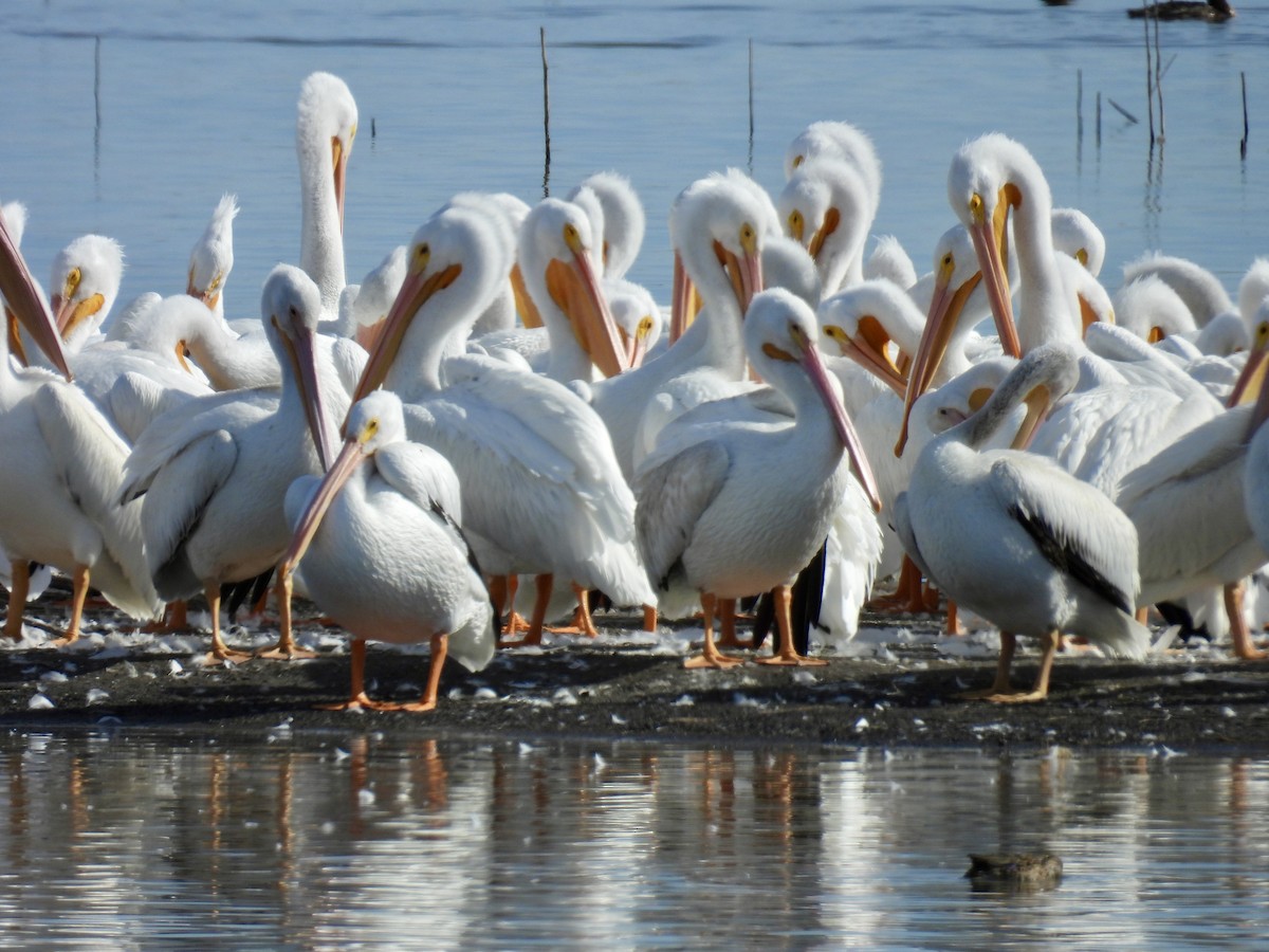 Amerika Pelikanı - ML645226536