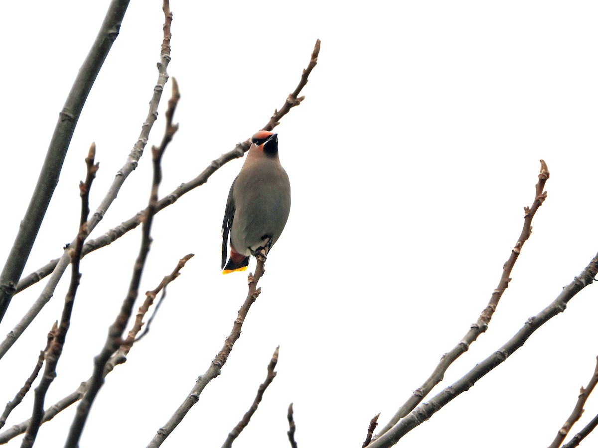 Ampelis Europeo - ML645226583