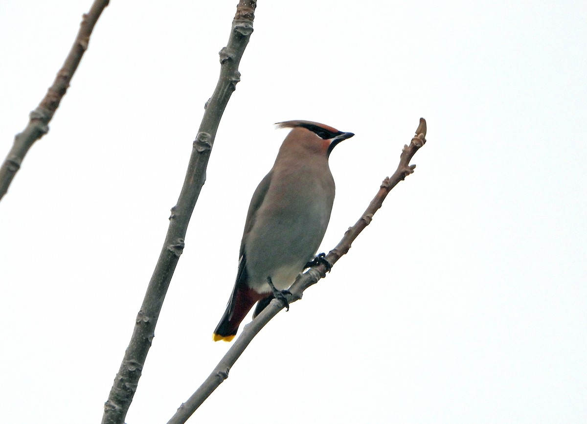 Ampelis Europeo - ML645226584