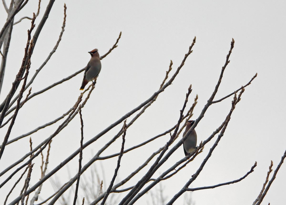 Ampelis Europeo - ML645226586