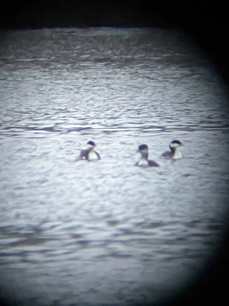 Txilinporta urrebelarria - ML645226599