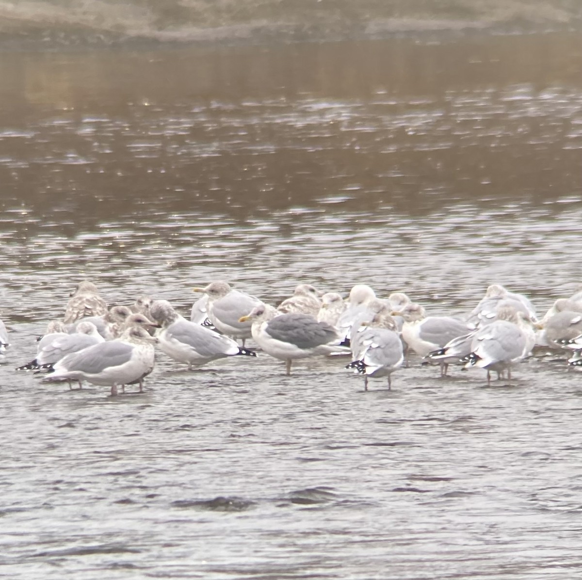 American Herring x Lesser Black-backed Gull (hybrid) - ML645226612