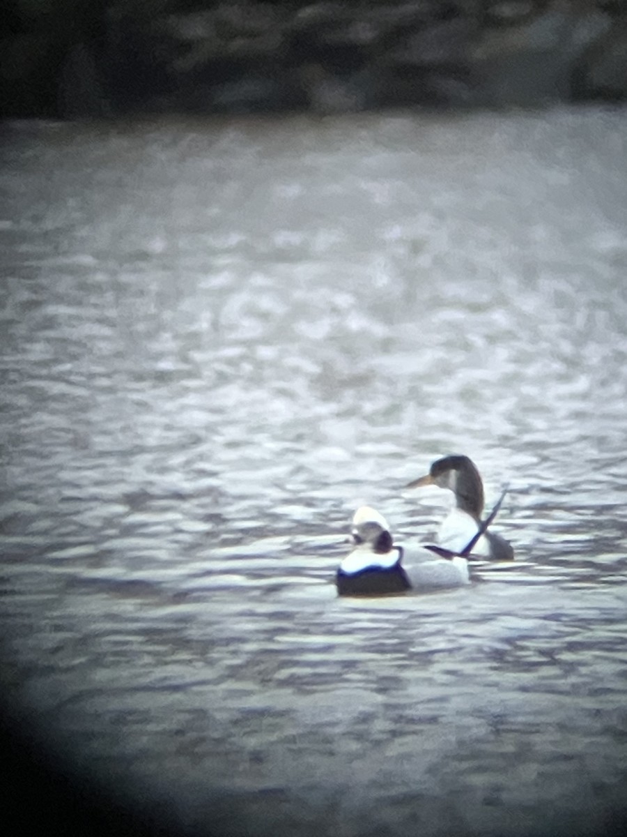 Пірникоза сірощока - ML645226614