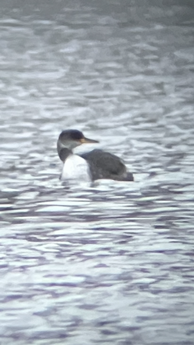 Пірникоза сірощока - ML645226615