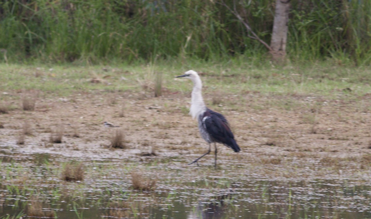Pacific Heron - ML645226616