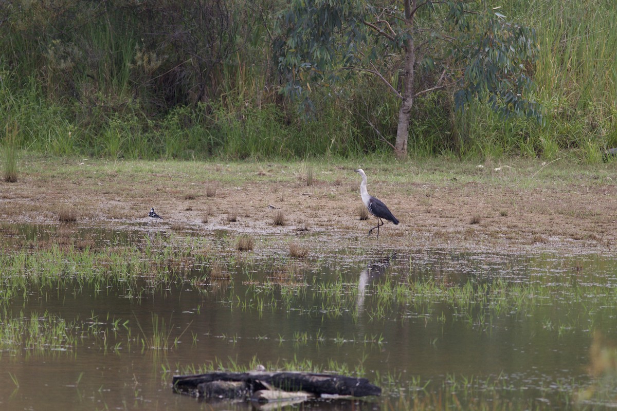 Pacific Heron - ML645226617