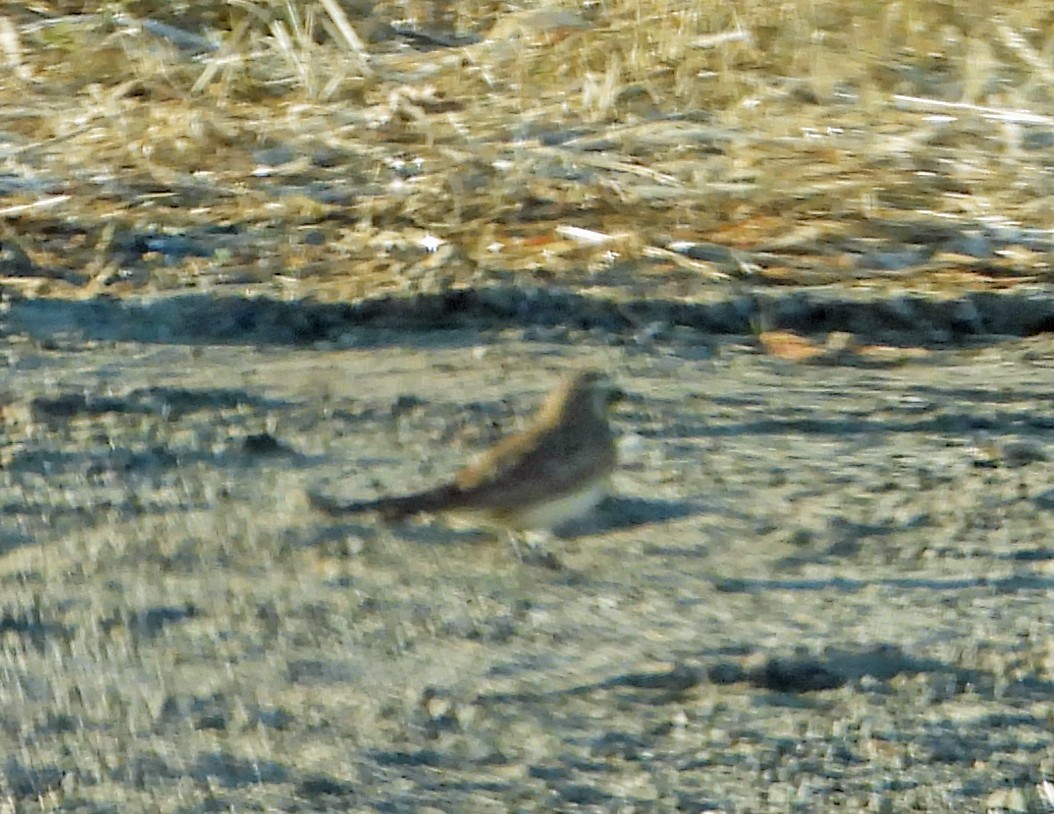 skřivan ouškatý - ML645226619