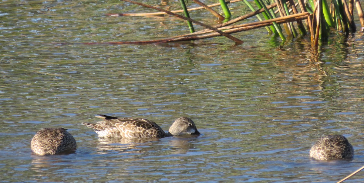 čírka modrokřídlá - ML645226625