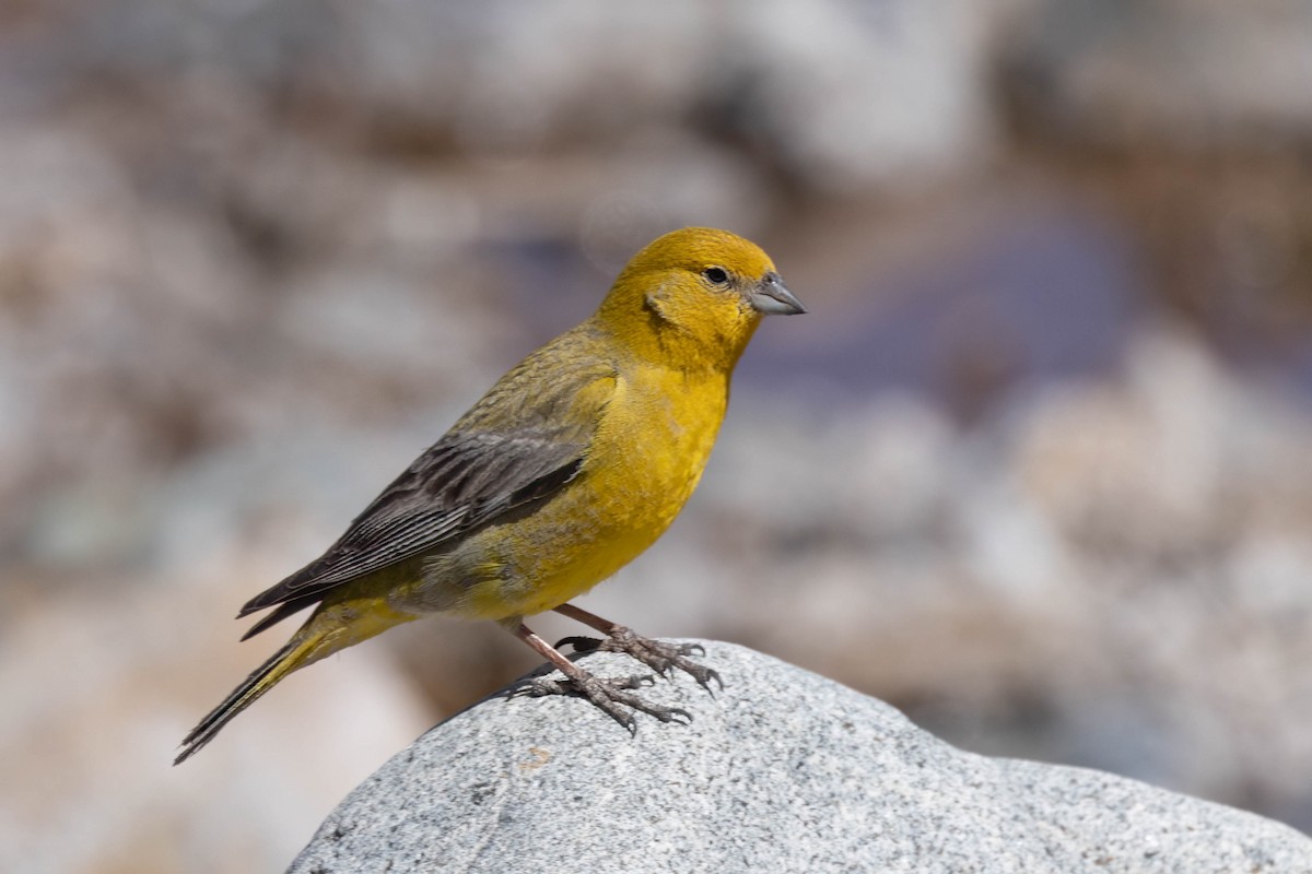 Greater Yellow-Finch - ML645226645