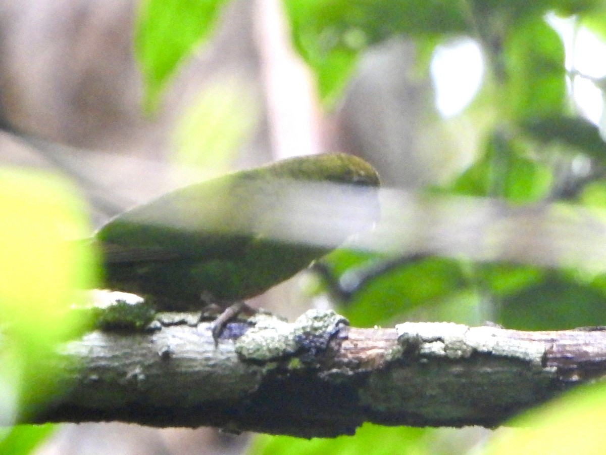 Yellow-capped Pygmy-Parrot - ML645226676