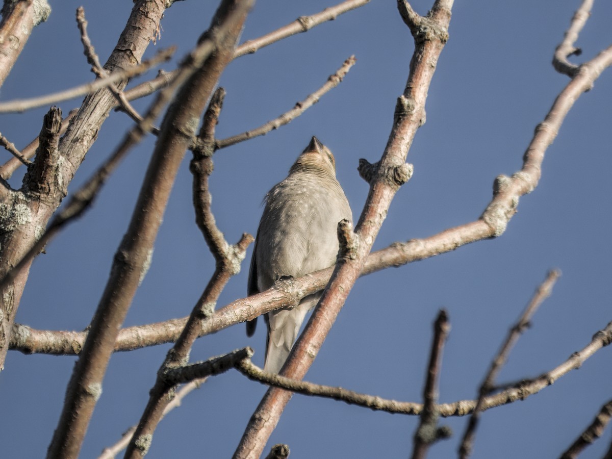Pine Grosbeak - ML645226693