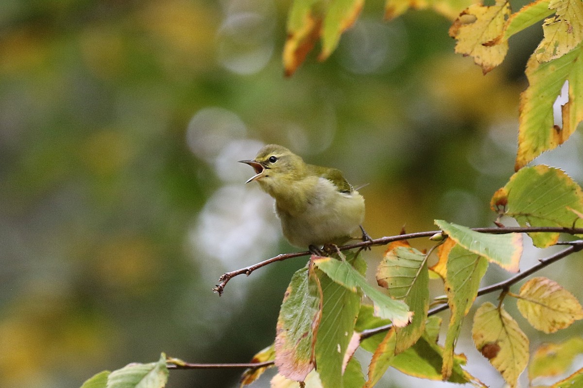 Tennessee Warbler - ML645226696
