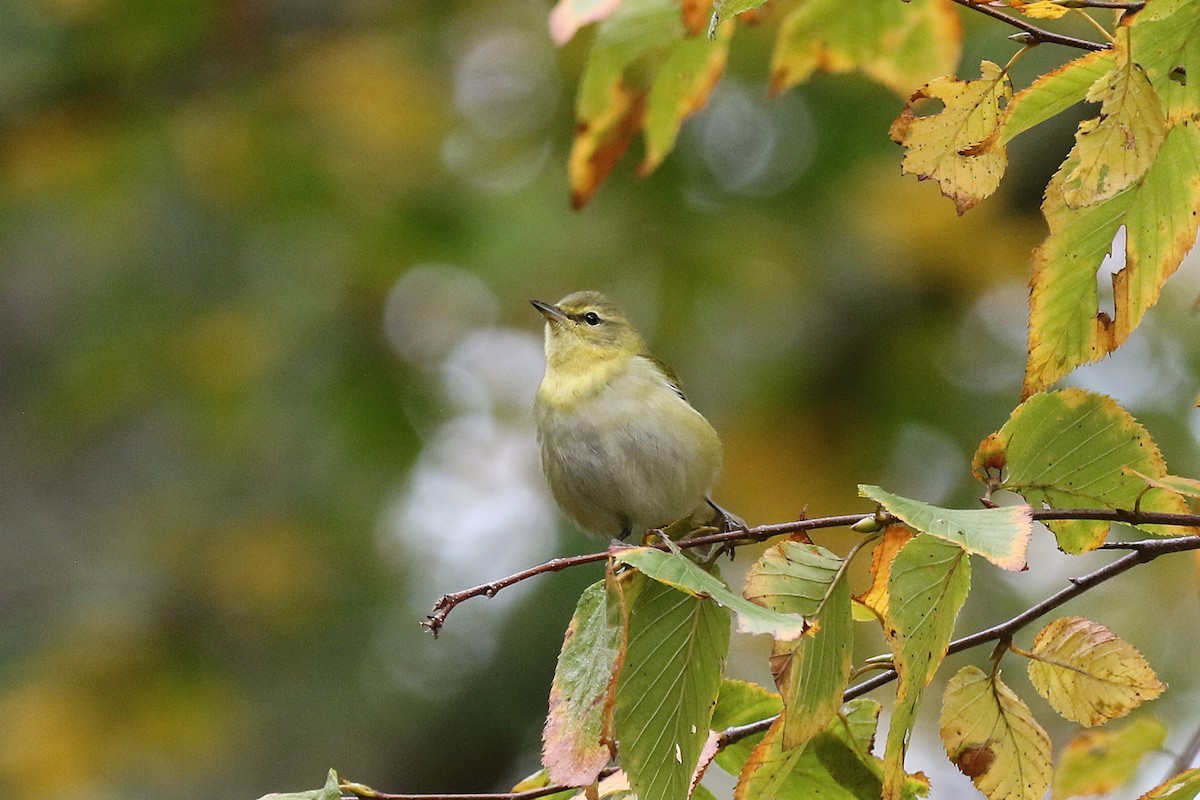 Tennessee Warbler - ML645226697