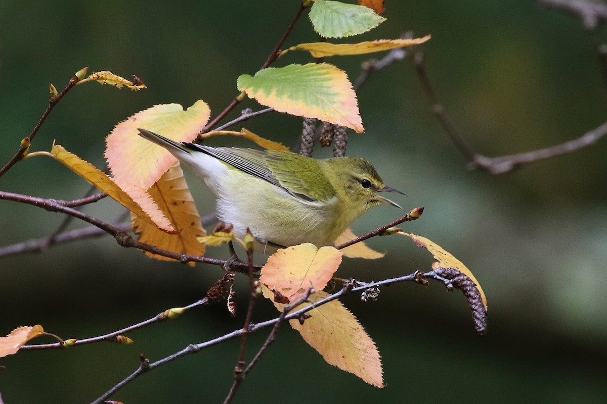 Tennessee Warbler - ML645226698