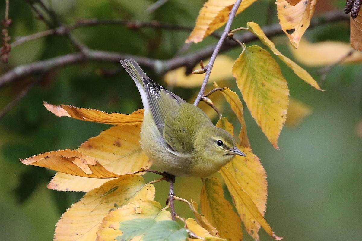 Tennessee Warbler - ML645226699