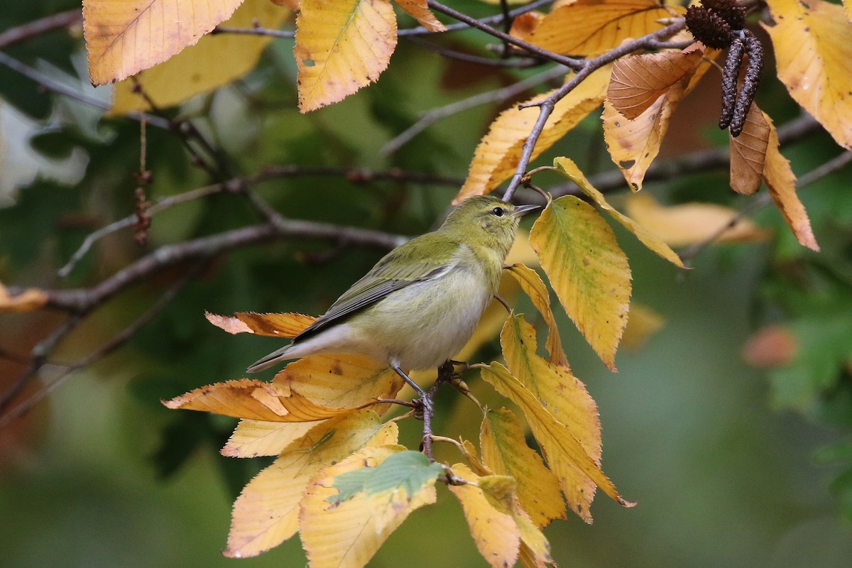 Tennessee Warbler - ML645226700