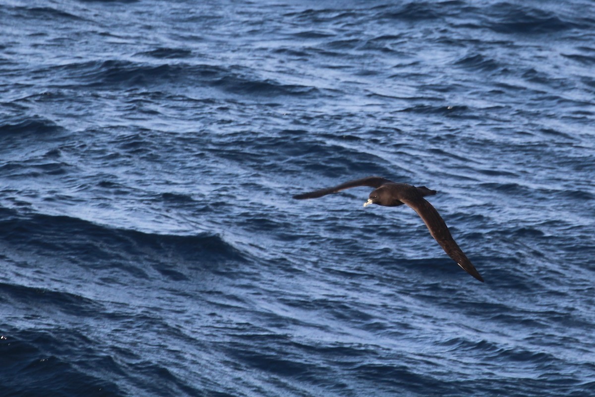 White-chinned Petrel - ML645226707