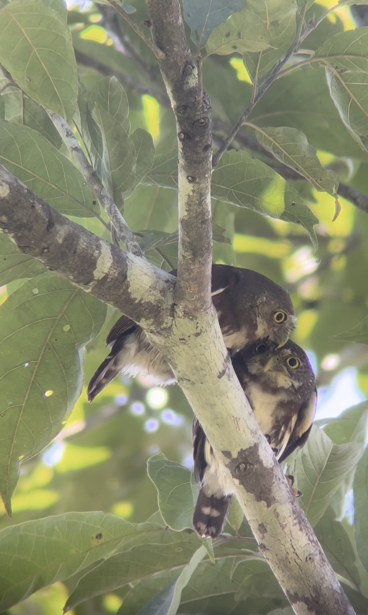 Central American Pygmy-Owl - ML645226730