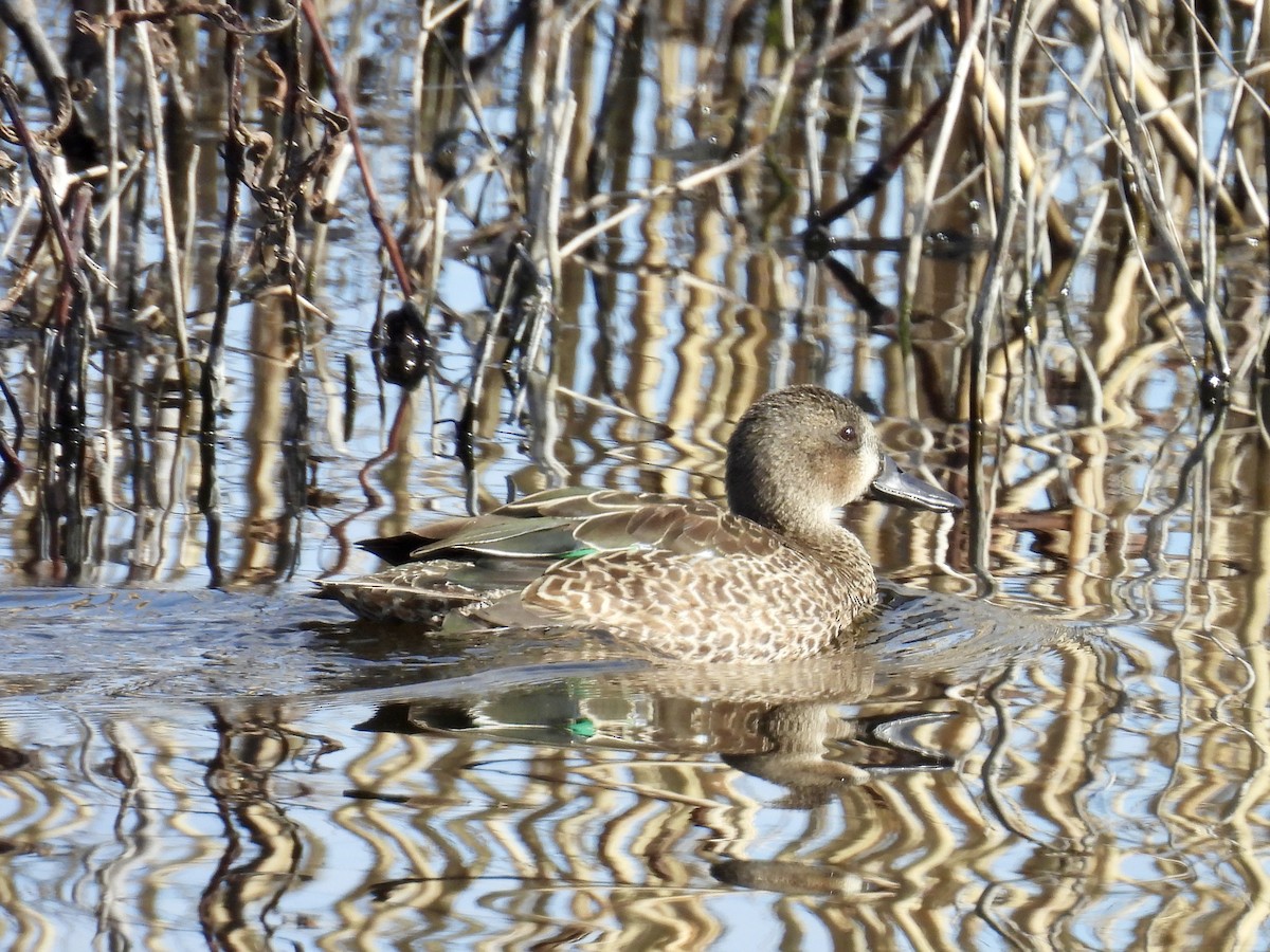 čírka modrokřídlá - ML645226748