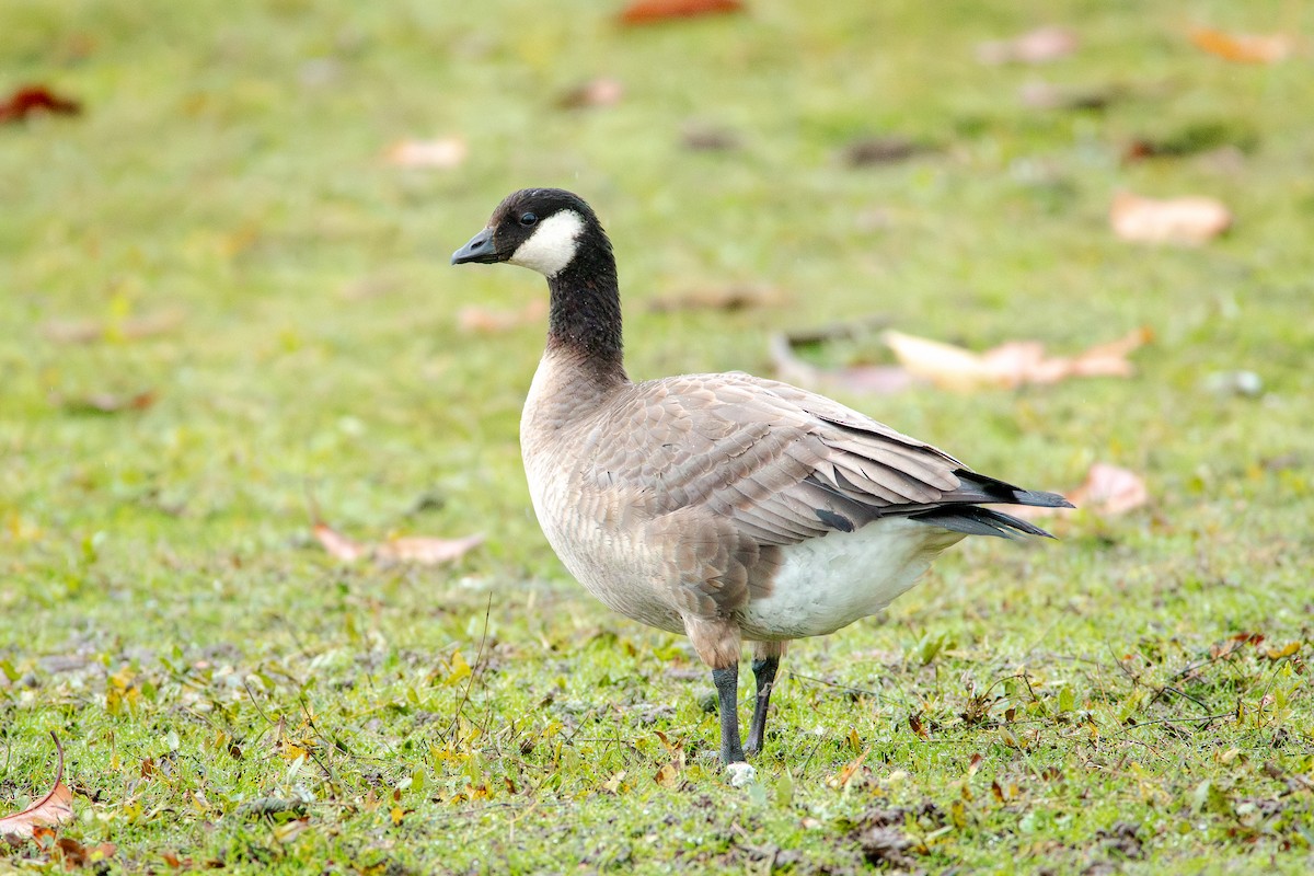Cackling Goose - ML645226761