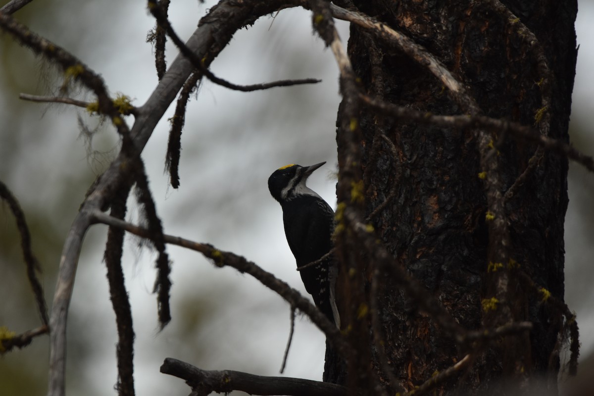 Black-backed Woodpecker - ML645226766