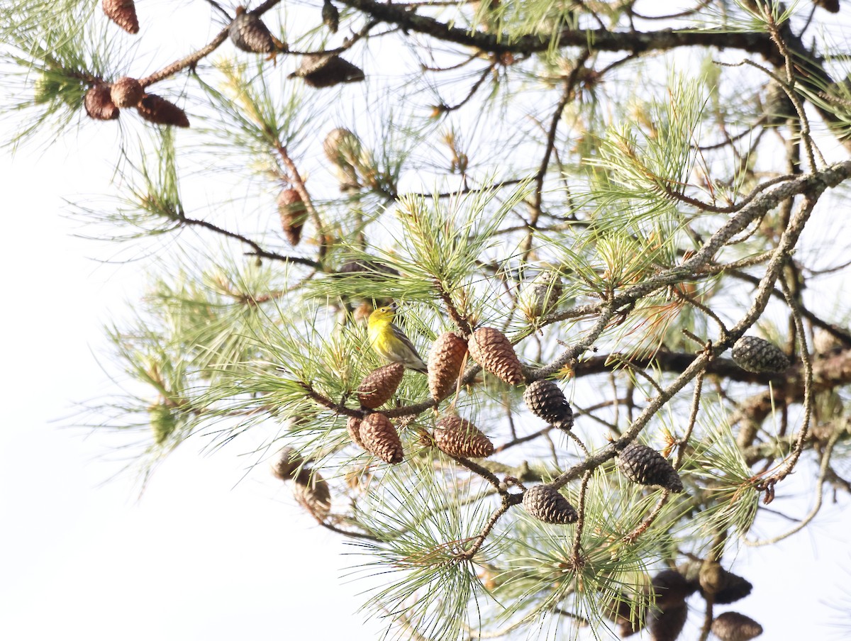 Kiefernwaldsänger - ML645226769