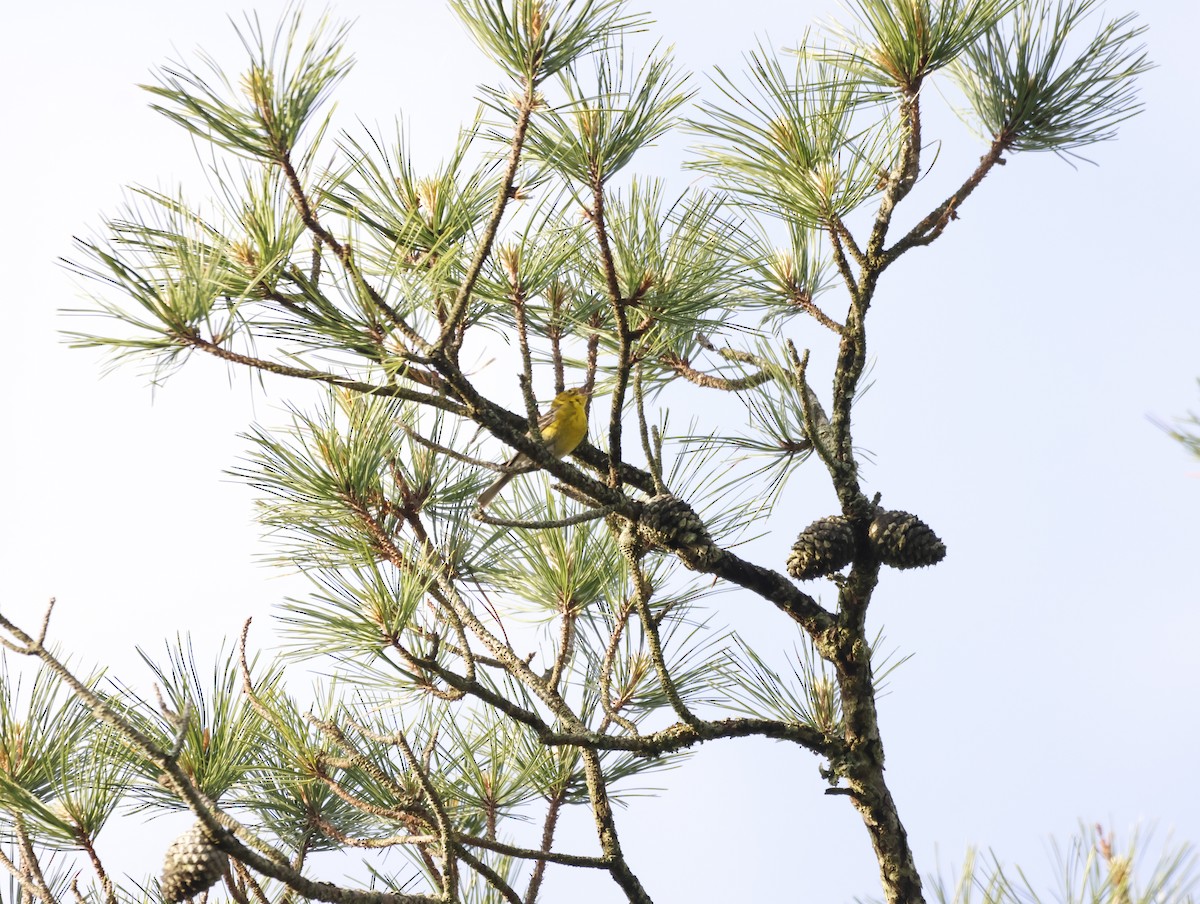 Kiefernwaldsänger - ML645226770