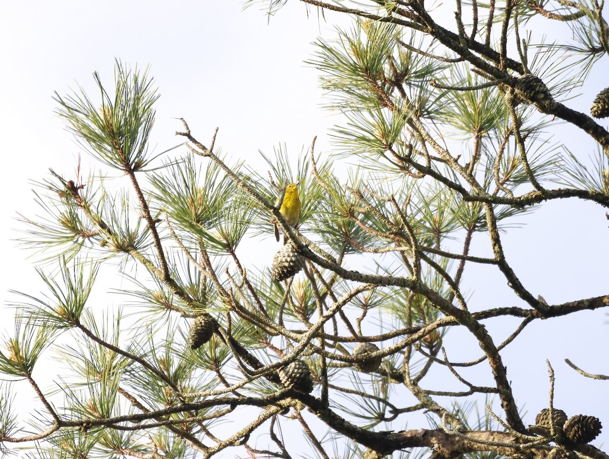 Kiefernwaldsänger - ML645226771