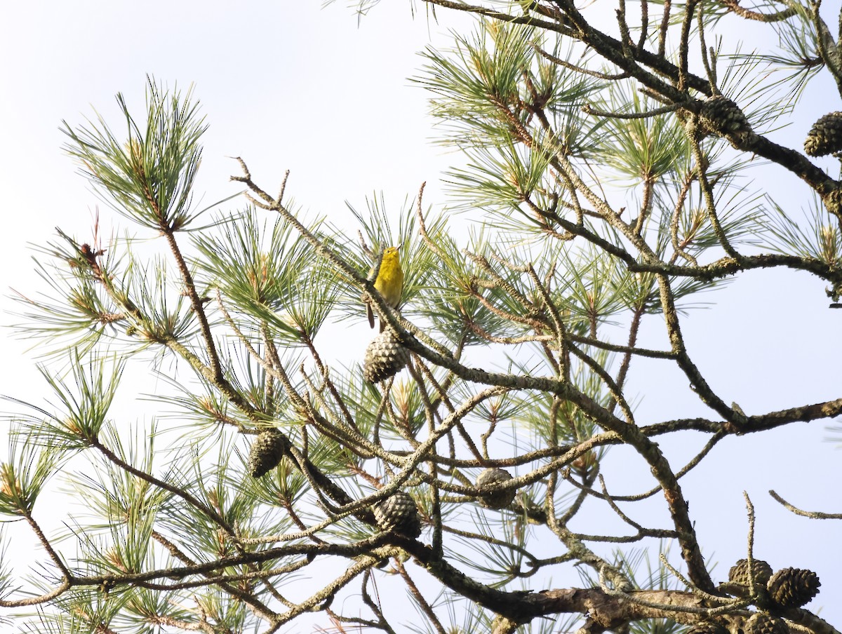 Kiefernwaldsänger - ML645226772