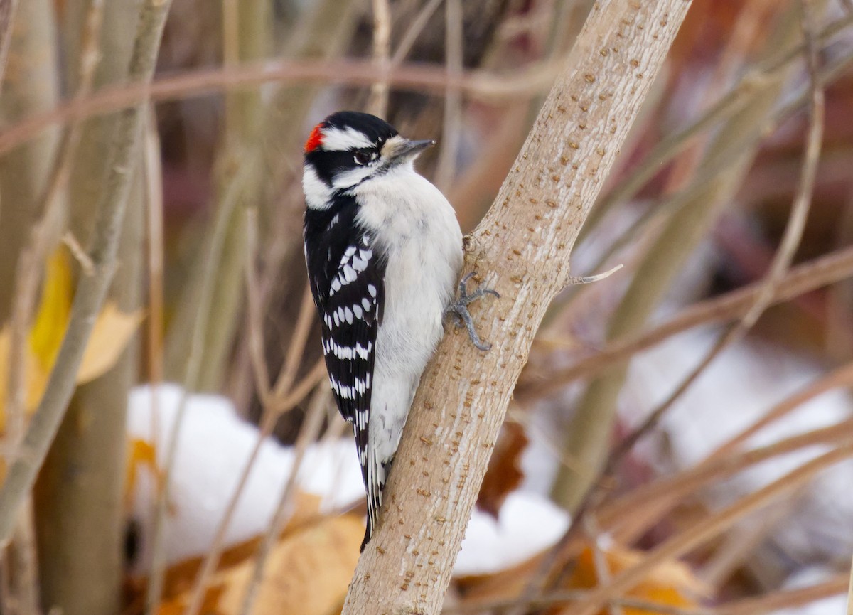 strakapoud osikový - ML645226773