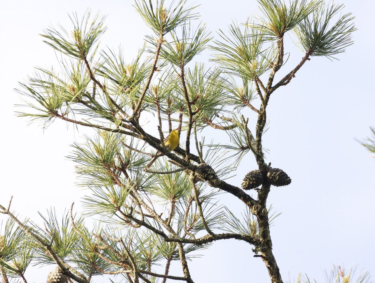 Kiefernwaldsänger - ML645226774