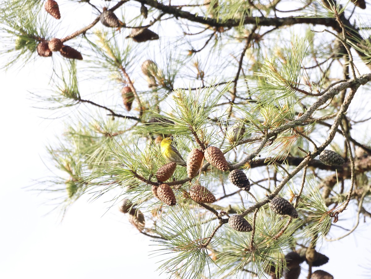 Kiefernwaldsänger - ML645226775