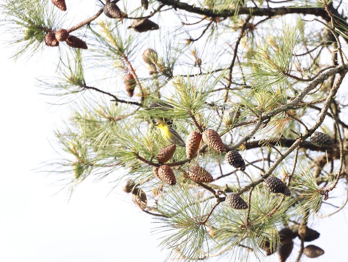 Kiefernwaldsänger - ML645226776