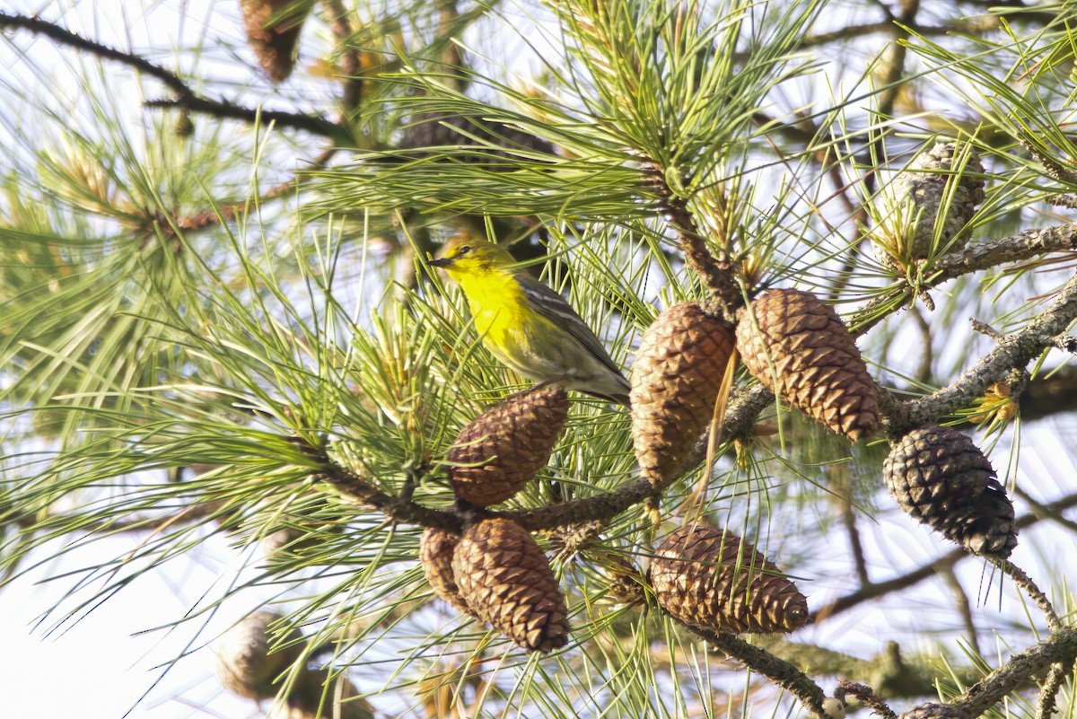 Kiefernwaldsänger - ML645226777