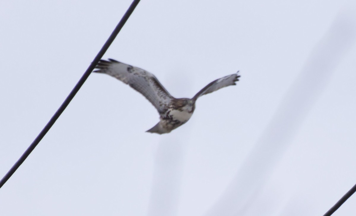 káně rudochvostá - ML645226786