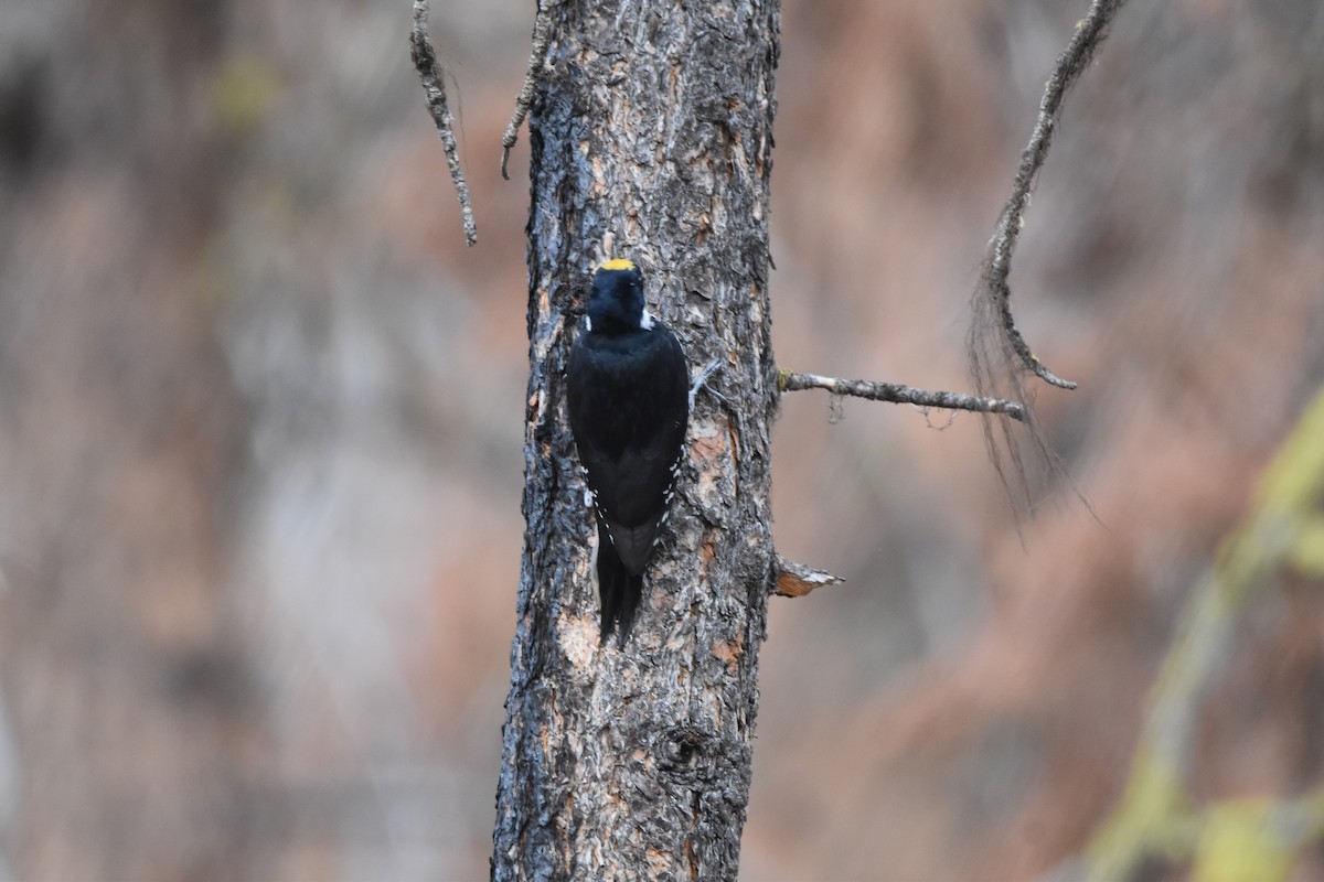 Black-backed Woodpecker - ML645226787
