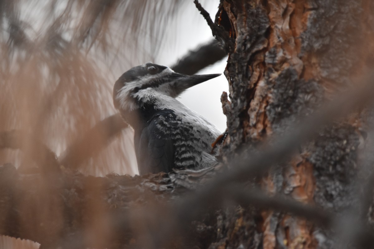 Black-backed Woodpecker - ML645226788