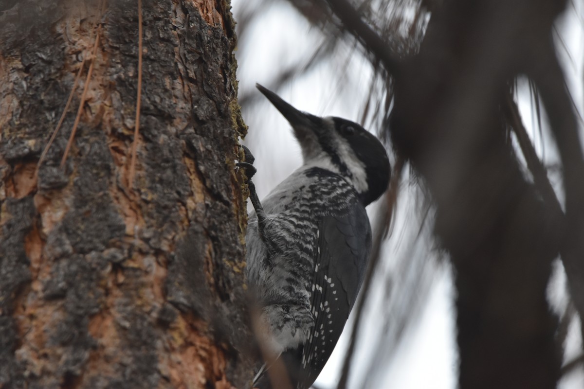 Black-backed Woodpecker - ML645226792