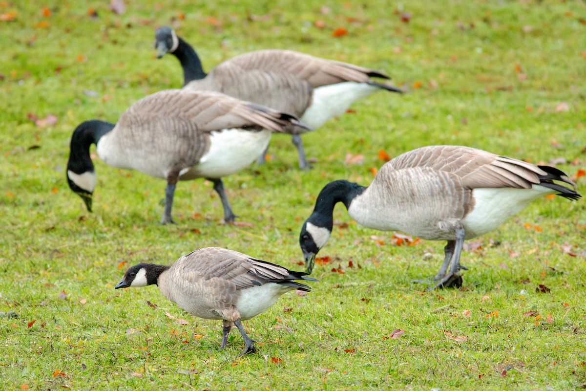 berneška malá - ML645226794