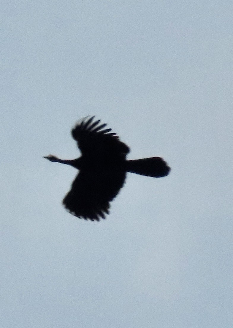 Blue-throated Piping-Guan - ML645226795